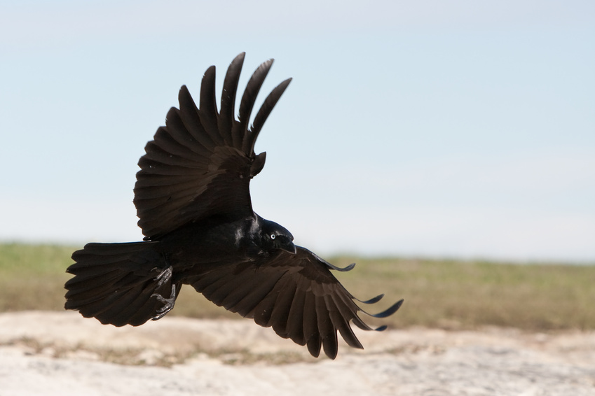Corneille noire oiseaux